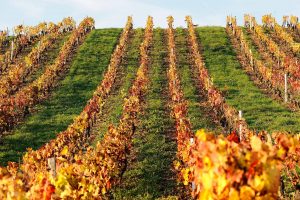 EuroCave Blog - Alles over wijn